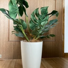 IKEA 観葉植物