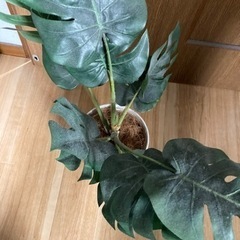 IKEA 観葉植物の画像