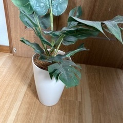 IKEA 観葉植物の画像