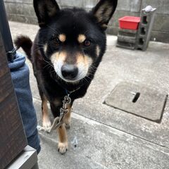 飼い主さんになって下さい。