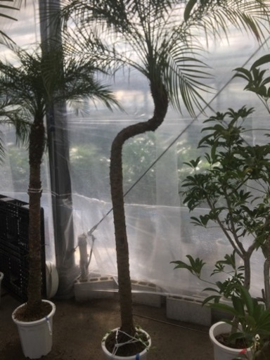 希少曲がりロベレニー