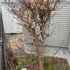 引っ越しのため、お値下げ！国産山椒の木　樹齢約26年　すりこぎ用　特特大　棍棒サイズです。の画像