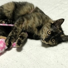 慎重派時々じゃじゃ馬娘（終了）