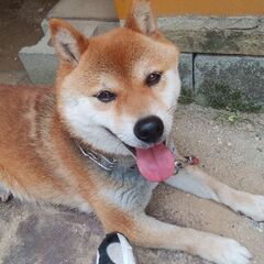 体調が悪く飼育が困難