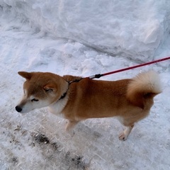 柴犬里親を探しています　3匹→2匹→1匹