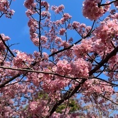 3月19日 お花見マラソン大会🌸初心者大歓迎✨