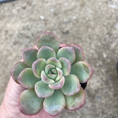 ◇◆多肉植物◆アマビレ◆◇