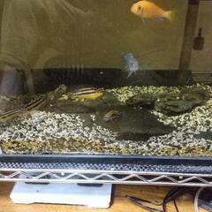 熱帯魚 アフリカンシクリッドとブラントノーズガー あげます
