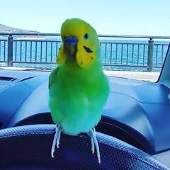セキセイインコの友達が欲しいです😃