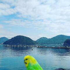 セキセイインコの友達が欲しいです😃 - 国頭郡