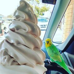 セキセイインコの友達が欲しいです😃 − 沖縄県