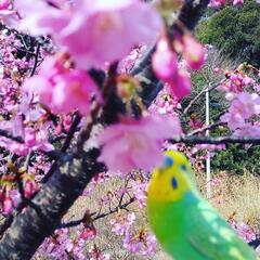 セキセイインコの友達が欲しいです😃 - 友達