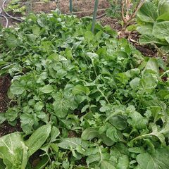 野菜の販売です。レストランのようなサラダが楽しめます。　赤いサラダ菜　ちしゃ　ルッコラなどいかがですか？の画像