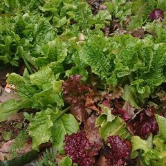 野菜の販売です。レストランのようなサラダが楽しめます。　赤いサラダ菜　ちしゃ　ルッコラなどいかがですか？の画像