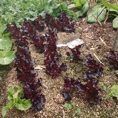 野菜の販売です。レストランのようなサラダが楽しめます。　赤いサラダ菜　ちしゃ　ルッコラなどいかがですか？の画像