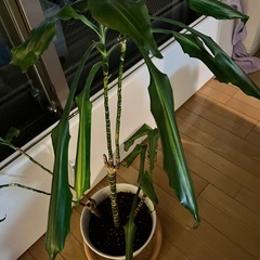 観葉植物　ドラセナ
