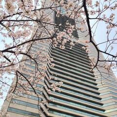 3月は夜桜ランニング🌸 - 横浜市