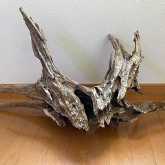 流木(購入予定者有り)