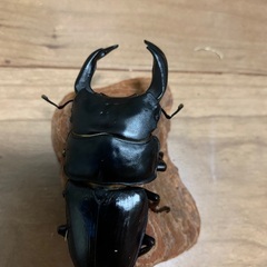 オオクワガタ　76㎜ペア