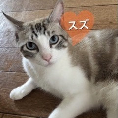 4歳の雄猫