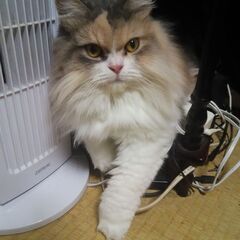 頭脳が高く賢い可愛いネコちゃん