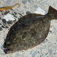 釣り仲間募集！女性の方や初心者の方も歓迎します！