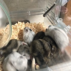 ハムスター赤ちゃん