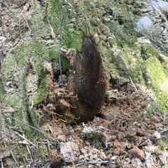 キャンプ？ - 日高郡