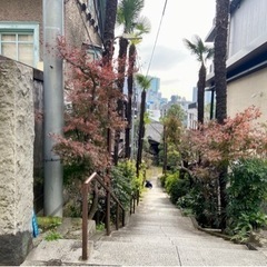 東京都港区高輪⭐︎保安寺⭐︎お寺ヨガの画像