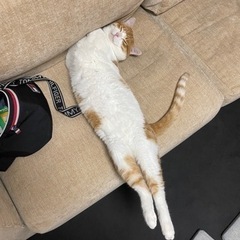 甘えん坊の茶白くん