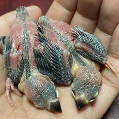 文鳥の雛　2月19日生まれ　里親さん募集