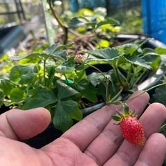 あぐりライフワーク🌈自然塾【おおきなＷＡ村】の画像