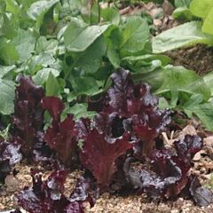 サラダ用　野菜の販売　レッドオーク　ルッコラ　ちしゃ　サンチュの画像