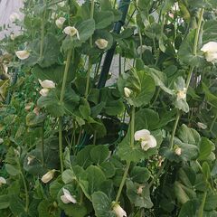 サラダ用　野菜の販売　レッドオーク　ルッコラ　ちしゃ　サンチュの画像