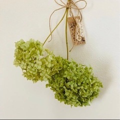 アナベル紫陽花ドライフラワーgja