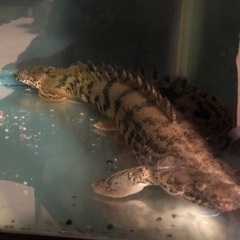 【値下げ】【大特価】【淡水魚】【古代魚】ポリプテルスエンドリケリー2匹