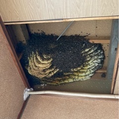 蜜蜂の駆除、捕獲、保護 みつばち