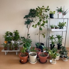 観葉植物無料で差し上げます