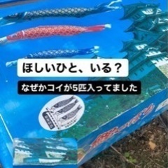 (取引中) 鯉のぼり(大)