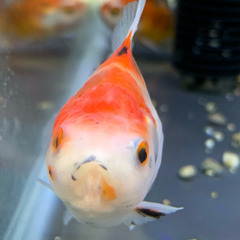 東錦 サラサ琉金 可愛い 金魚の画像