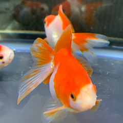 東錦 サラサ琉金 可愛い 金魚