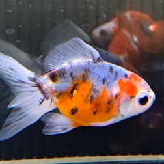 東錦 サラサ琉金 可愛い 金魚の画像