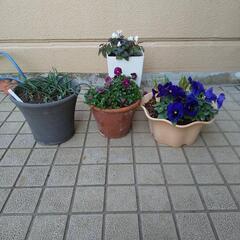 花いろいろ　４鉢