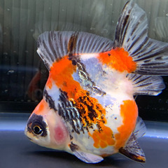 水墨三色琉金ショートテール 金魚 [中国]