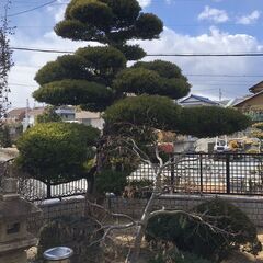 庭木 マキ 植物 植木 槙 001
