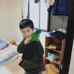 アケボノインコが里親募集中の画像
