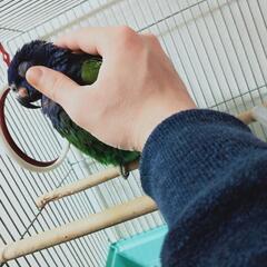 アケボノインコが里親募集中 - その他