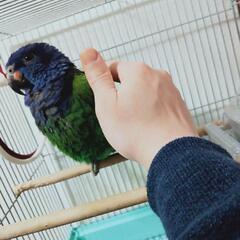 アケボノインコが里親募集中 − 静岡県