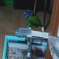 アケボノインコが里親募集中 - 浜松市
