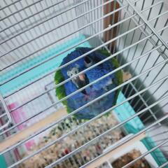 アケボノインコが里親募集中 - 里親募集